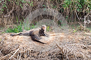 Giant otter from Pantanal, Brazil