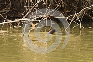 Giant otter from Pantanal, Brazil