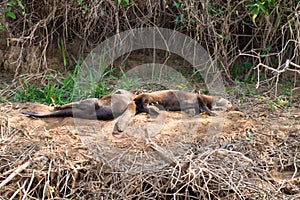 Giant otter from Pantanal, Brazil