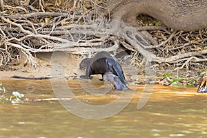 Giant otter from Pantanal, Brazil