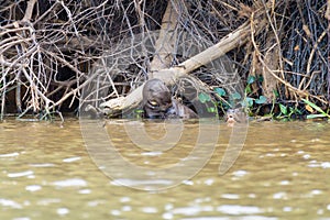 Giant otter from Pantanal, Brazil