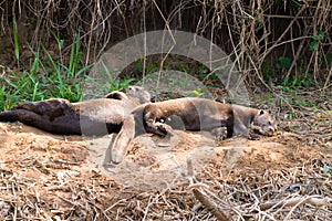 Giant otter from Pantanal, Brazil