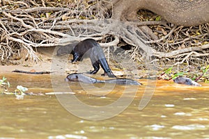 Giant otter from Pantanal, Brazil