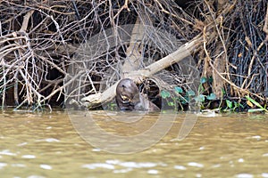 Giant otter from Pantanal, Brazil