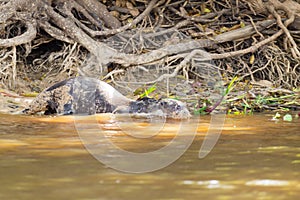 Giant otter from Pantanal, Brazil