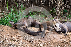 Giant otter from Pantanal, Brazil