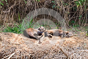 Giant otter from Pantanal, Brazil