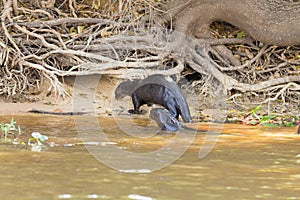 Giant otter from Pantanal, Brazil