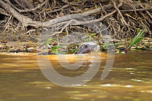 Giant otter from Pantanal, Brazil
