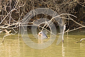 Giant otter from Pantanal, Brazil