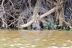 Giant otter from Pantanal, Brazil