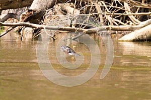 Giant otter from Pantanal, Brazil