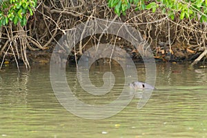 Giant otter from Pantanal, Brazil