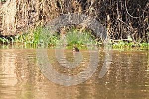 Giant otter from Pantanal, Brazil