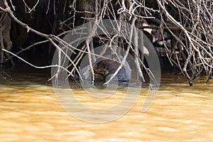 Giant otter from Pantanal, Brazil