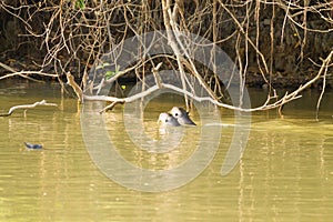 Giant otter from Pantanal, Brazil