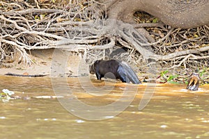 Giant otter from Pantanal, Brazil