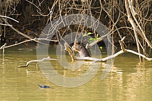 Giant otter from Pantanal, Brazil