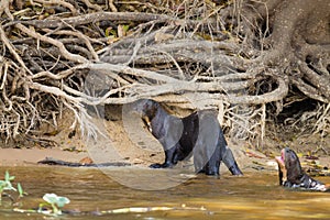 Giant otter from Pantanal, Brazil