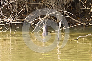 Giant otter from Pantanal, Brazil