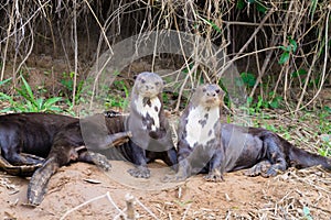 Giant otter from Pantanal, Brazil