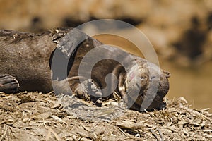 Giant Otter, Pantanal, Mato Grosso, Brazil