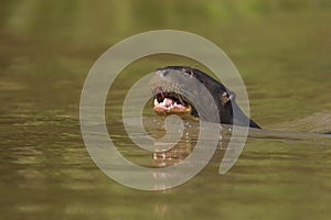 Giant Otter, Pantanal, Mato Grosso, Brazil photo