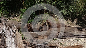 Giant otter plays with its siblings and tries to bite them in the fur but the other persistently resists. Frolicsome Pteronura bra