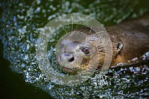 Giant Otter - Pteronura brasiliensis