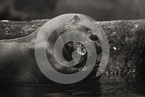 Giant Otter - Pteronura brasiliensis