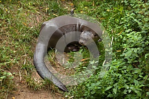 Giant otter (Pteronura brasiliensis).