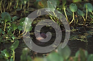 GIANT OTTER pteronura brasiliensis, ADULT EMERGING FROM WATER, PANTANAL IN BRAZIL
