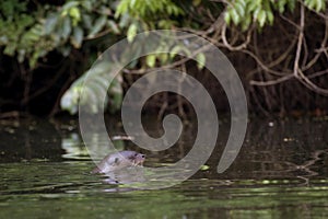 Giant Otter, pteronura brasiliensis, Adult standing in Madre de Dios River, Manu Parc in Peru