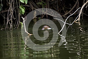 Giant Otter, pteronura brasiliensis, Adult standing in Madre de Dios River, Manu Parc in Peru