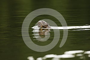 Giant Otter, pteronura brasiliensis, Adult standing in Madre de Dios River, Manu Parc in Peru