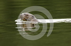 Giant Otter, pteronura brasiliensis, Adult standing in Madre de Dios River, Manu Parc in Peru