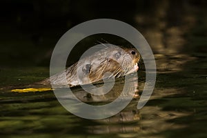 Giant Otter, pteronura brasiliensis, Adult standing in Madre de Dios River, Manu Parc in Peru