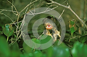 Giant Otter, pteronura brasiliensis, Adult standing in River, Pantanal in Brazil