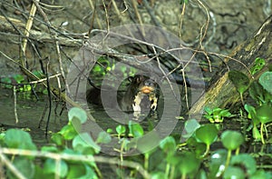 Giant Otter, pteronura brasiliensis, Adult standing in River, Pantanal in Brazil