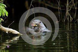 Giant Otter, pteronura brasiliensis, Adult and Young standing in Madre de Dios River, Manu Parc in Peru