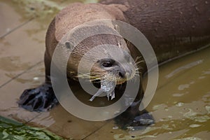Giant otter Pteronura brasiliensis photo