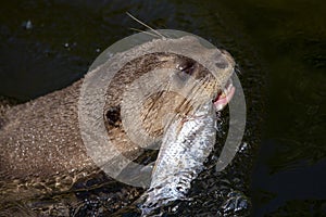 A giant otter Pteronura brasiliensis - She caught a fish