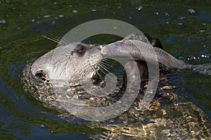 A giant otter Pteronura brasiliensis - She caught a fish and eating fish.