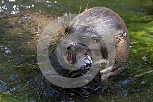 A giant otter Pteronura brasiliensis - eating fish