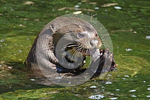 A giant otter Pteronura brasiliensis - eating fish