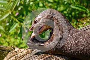 Giant Otter, Pteronura brasiliensis, eating fish, ZOO Lesna, Zlin