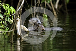 GIANT OTTER pteronura brasiliensis, FEMALE WITH YOUNG, MANU NATIONAL PARC IN PERU