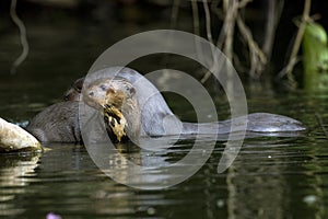 GIANT OTTER pteronura brasiliensis, FEMALE WITH YOUNG, MANU NATIONAL PARC IN PERU