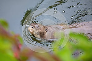 Giant Otter - Pteronura brasiliensis, fresh water carnivore