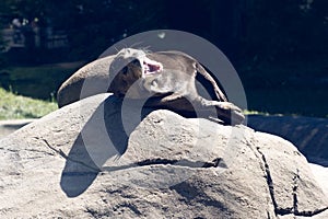 giant otter, Pteronura brasiliensis, lies on a rock and yawns